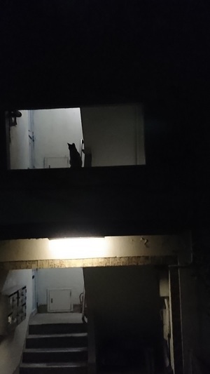 夜の団地ねこ
