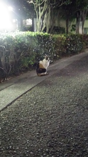 夜の明かりの下のねこ