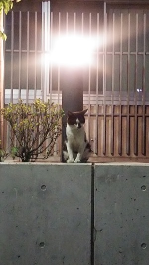 夜の明かりの下のねこ2