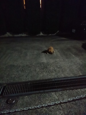 夜の駐車場のチャトラコ