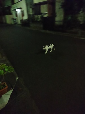 夜のはっつぁん