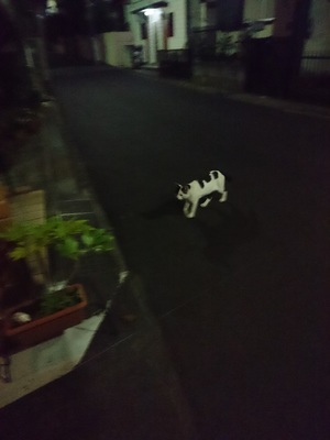 夜のはっつぁん2
