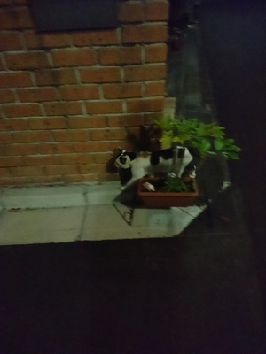 夜のはっつぁん4