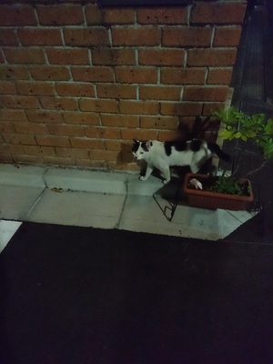 夜のはっつぁん5
