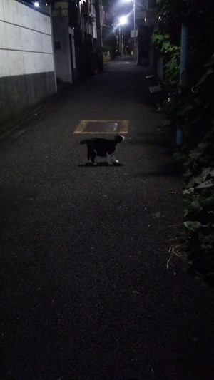 何かを見つめるねこ