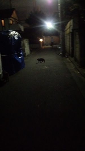 ねこ部を見つめるねこ