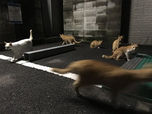 azumakuniyuki様からの投稿 azumakuniyuki様からの投稿