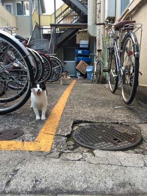 はちべい軍団1 はちべい軍団1
