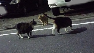 縞ねこーず+ 縞ねこーず+
