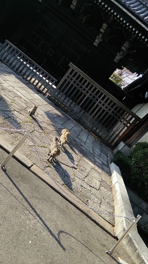 京都のねこーず