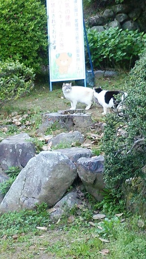 愛媛のねこーず