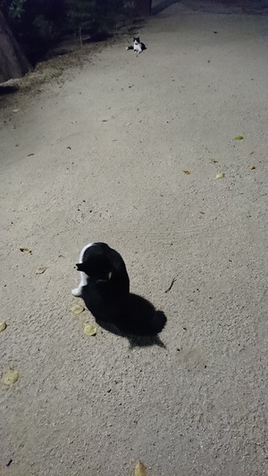 公園のねこーず