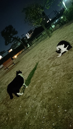同じ公園の別のねこーず