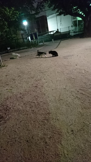 しろこもがんばる！
