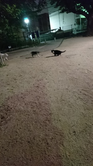 しろくろこが！
