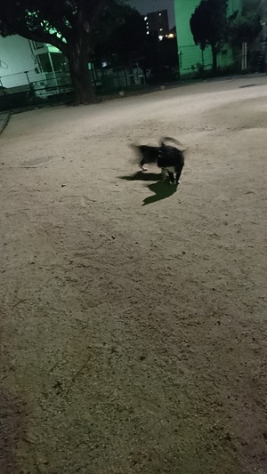 するとしろくろこが！