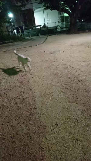 しろこもまたダッシュ！