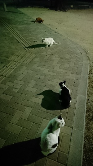 間隔をあけて座るねこーず