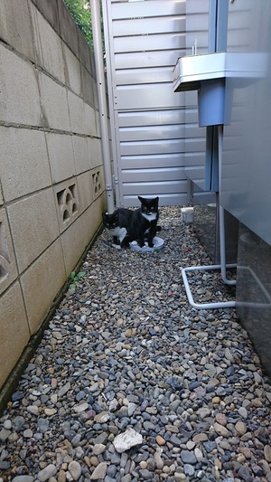 弊社界隈のねこーず