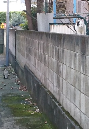 ヅラねこーず