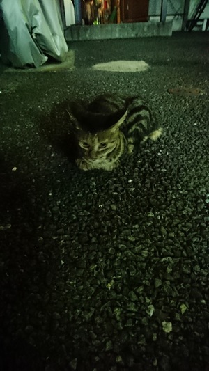 お座り縞ねこ
