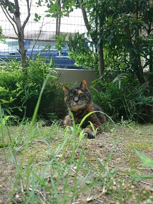 スフィンクス座りのサビコ