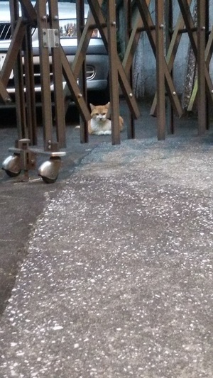 香箱すわりの茶白くん