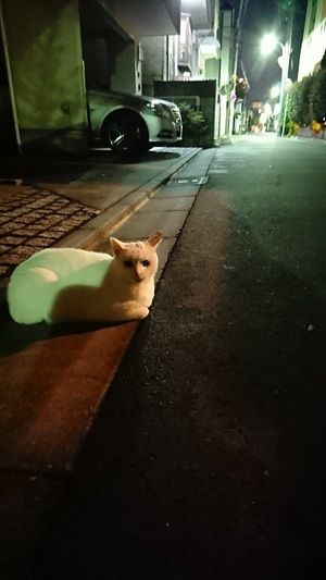 しろこ1