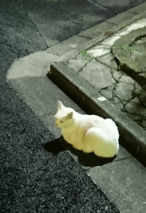 しろこ2