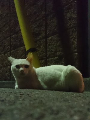 しろこ3