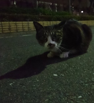 縞三毛