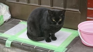 Kumappus様からの投稿 Kumappus様からの投稿