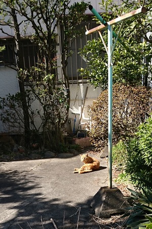 ひなたぼっこ茶トラコ1