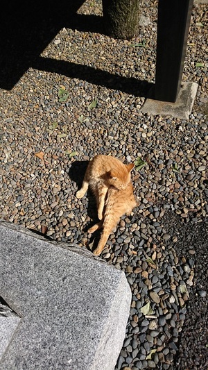 ひなたぼっこ茶トラコ3