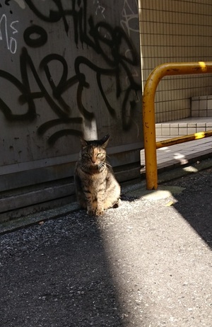 ひなたぼっこの邪魔は許されない
