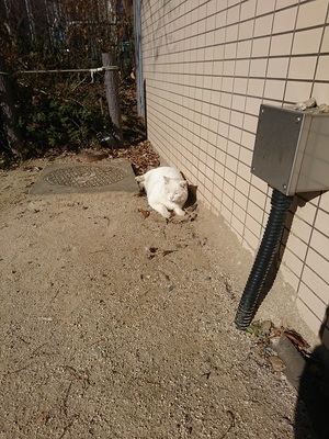 風通る公園でひなたぼっこ中のしろこ