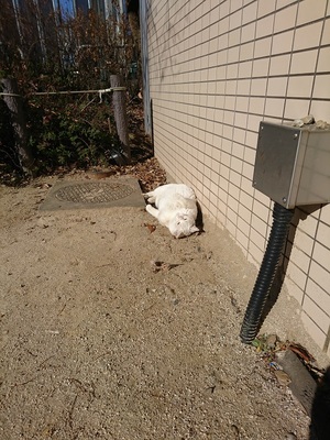 風通る公園でひなたぼっこ中のしろこ2