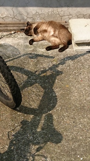 シャムコ
