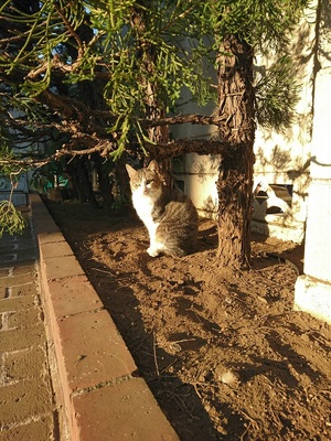 夕日でひなたぼっこするねこ社員