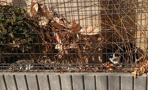 ラブラブひなたぼっこするねこ社員