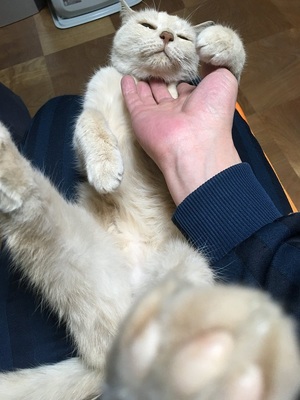 azumakuniyuki様からの投稿 azumakuniyuki様からの投稿