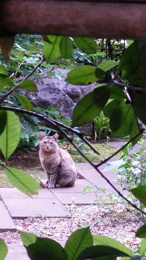隠し撮り風ねこ