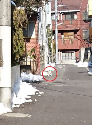 見える!私にもねこが見える! 見える!私にもねこが見える!