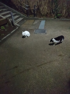 しろこと眼帯くん
