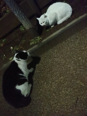 しろこと眼帯くん