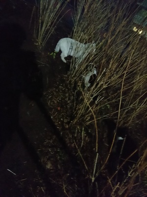しろこ植え込みに逃げる