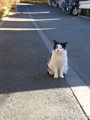 落ち着き払った眼帯くん