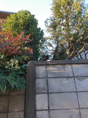 ねこ発見！