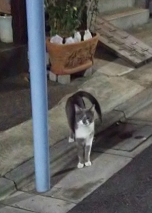 ぐれこ