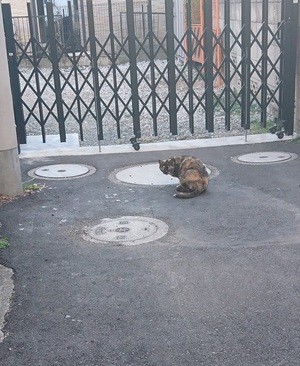 巣鴨のさびこ